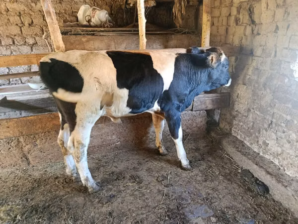 Toro, Raza Holstein