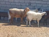 Carnero, Ordabasy sheep — foto 7