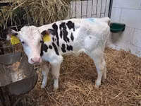 Bulle, Russian Black pied cattle — Foto 7