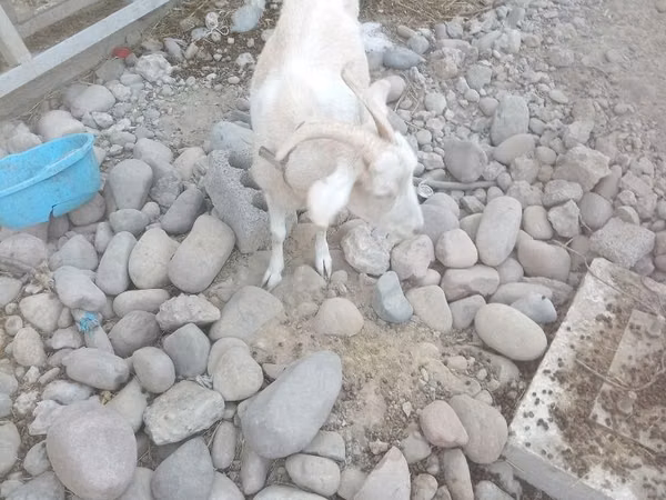 Capră, Capre