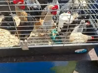Dutch Bantam — photo 1
