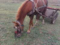 公马, Horses — 照片 4