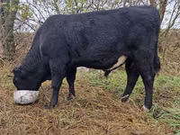 公牛, Aberdeen-Angus — 照片 3