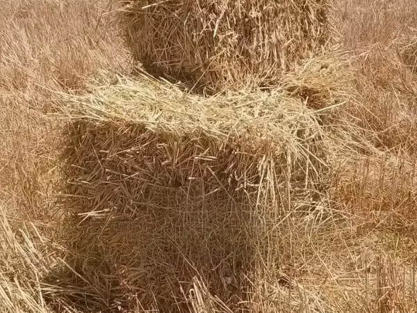 Hay Bales and Rhodes Grass