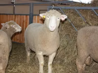 Berbec, Dorset horn sheep — foto 1