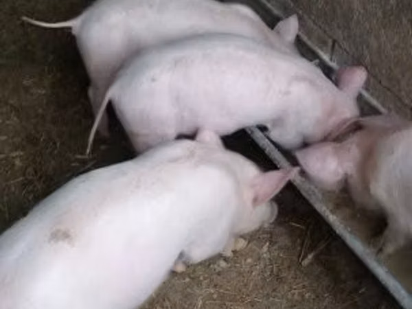 Scroafă, Porci