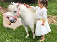 Iapă, Miniature horse — foto 6