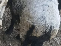公羊, Sheep — 照片 2