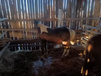 Toychoq, Yakutian horse — 4-rasm