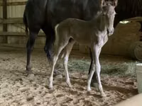 Stute, Black Sea breed — Foto 8