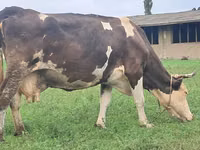Vacă, Simmental cattle — foto 6