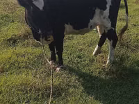 بقرة, Russian Black pied cattle — الصورة 3