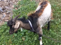 Ziegenbock, Ziegen — Foto 1