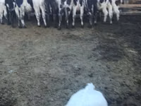 Bou, Russian Black pied cattle — foto 3