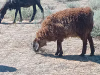 Qoç, Edilbay sheep — foto 3
