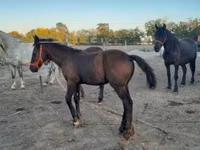 公马, Friesian — 照片 4