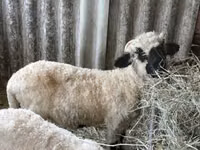 मेढ़ा, Valais Blacknose sheep — फ़ोटो 2
