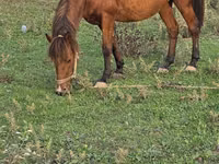 Mare, Azerbaijan horse — photo 6