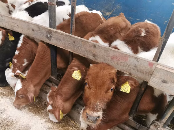 Buqa, Simmental cattle
