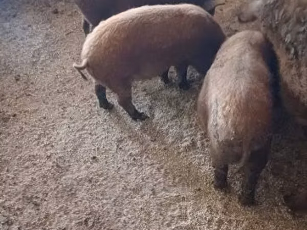 Scroafă, 