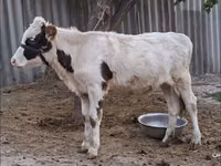 Cow, Brown Latvian — photo 3