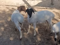 公羊, Sheep — 照片 2