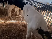 Toro, Russian Black pied cattle — foto 7