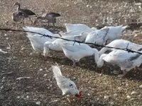 Geese — الصورة 3