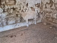 Capră, Russian White goat — foto 1