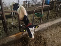 ثور, Russian Black pied cattle — الصورة 3