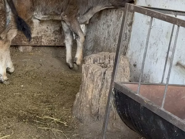 Buqa, Alatau zotі