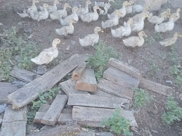 Nemis Pekin