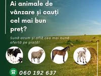公牛, Holstein breed — 照片 2
