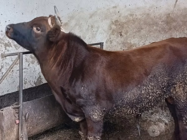 Bull, Cattle