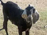 Țap, Nubian Goat — foto 2