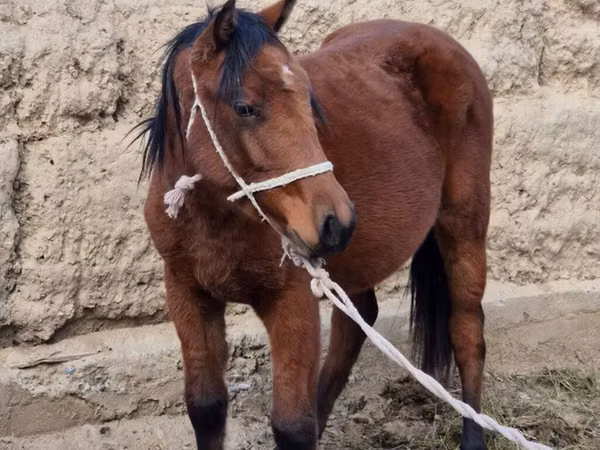Stute, Kyrgyz Horse
