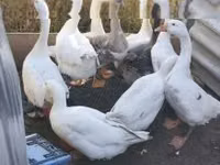 Geese — foto 1