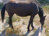 Iapă, Skyros Pony — foto 3