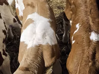 Bulle, Simmental cattle — Foto 2