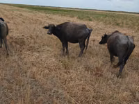 母牛, African Buffalo — 照片 2