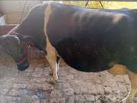 Vaca, Ganado vacuno — foto 6