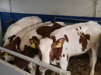 ثور, Simmental cattle — الصورة 3
