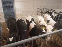 牛只（批次，未指定性别）, Simmental cattle — 照片 5