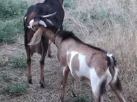 Ziegenbock, Nubian Goat — Foto 3