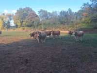 Vacă, Partenaise cattle — foto 5