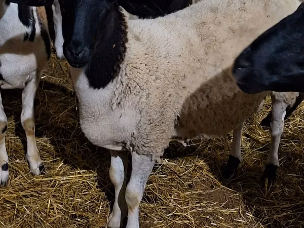 Berbec, Dorper sheep