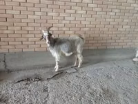 Ziege, Alpine goat — Foto 2