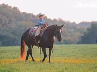 At, Quarter Horse — foto 4