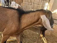 Boucs, Nubian Goat — photo 2