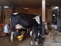 İnək, Russian Black pied cattle — foto 8